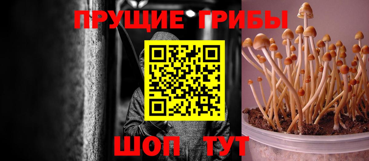 Псилоцибиновые грибы GOLDEN TEACHER  Вход с VPN  Галлюциногенные грибы Psilocybine cubensis  Обнинск 